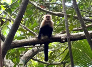 A monkey in Cahuita National Park, close to Puerto Viejo, Costa Rica