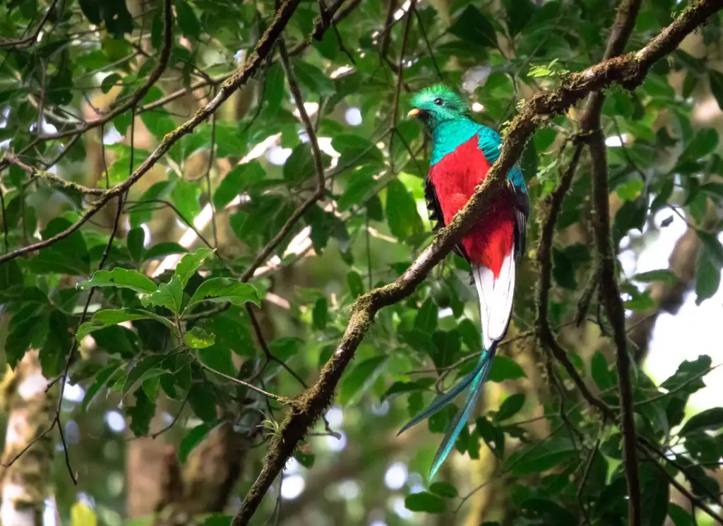 A Quetzal, the bird after which Guatemalan currency was named