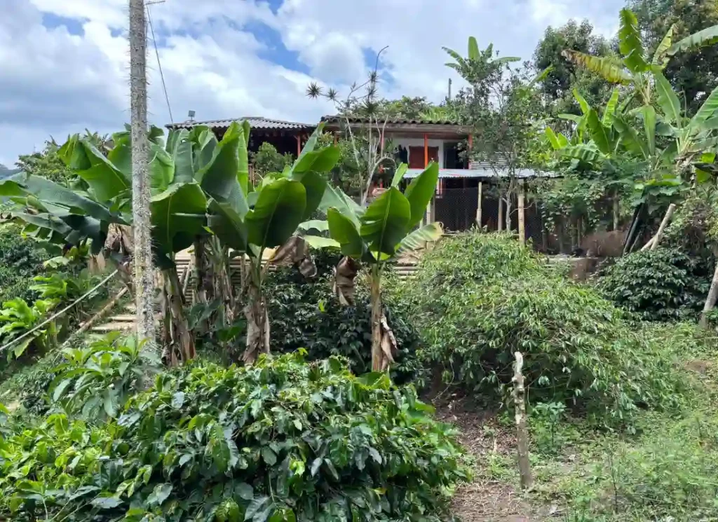 The coffee plantation at Don Elias coffee finca in Salento