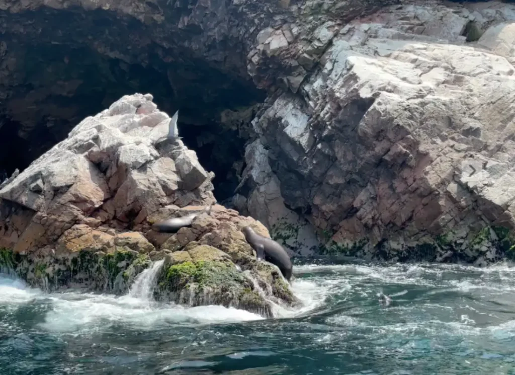 Two seals on rocks on the Ballestas Islands, a day tour from Huacachina, Peru