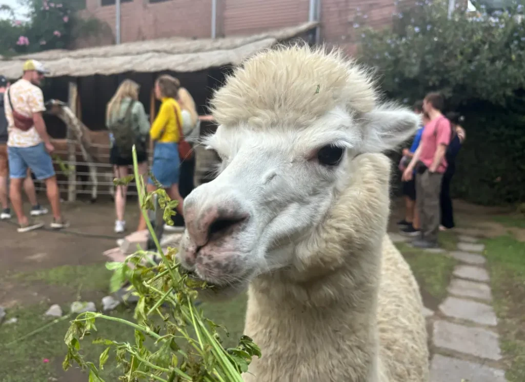 Feeding an alpaca at Mundo Alpaca, Arequipa